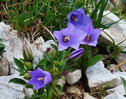 SENTIERO DEI FIORI da Capanna 2000 al Passo di Gabbia -22lu25- FOTOGALLERY
